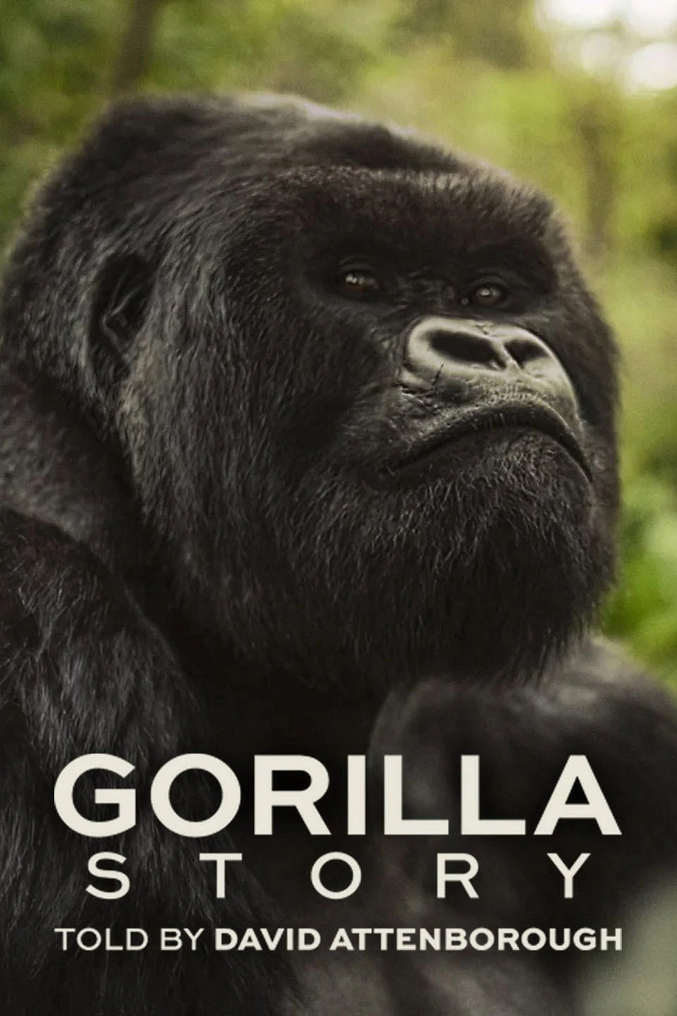 Phim Hành Trình Của Khỉ Đột – Qua Giọng Kể David Attenborough - A Gorilla Story: Told by David Attenborough (2026)